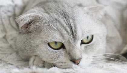 体育赛事高清免费直播-中国羽毛球女队战胜印度队 晋级亚团赛四强