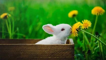 体育赛事高清免费直播-中国羽毛球女队战胜印度队 晋级亚团赛四强